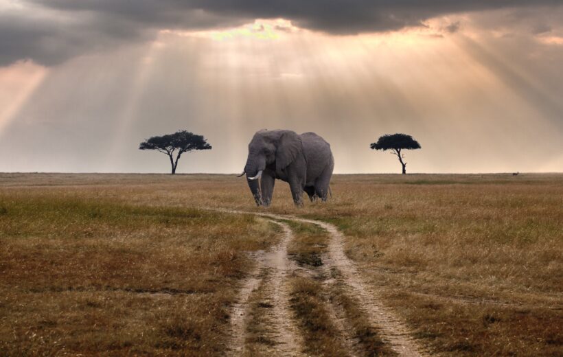 African Wonders: Cape to Falls Adventure