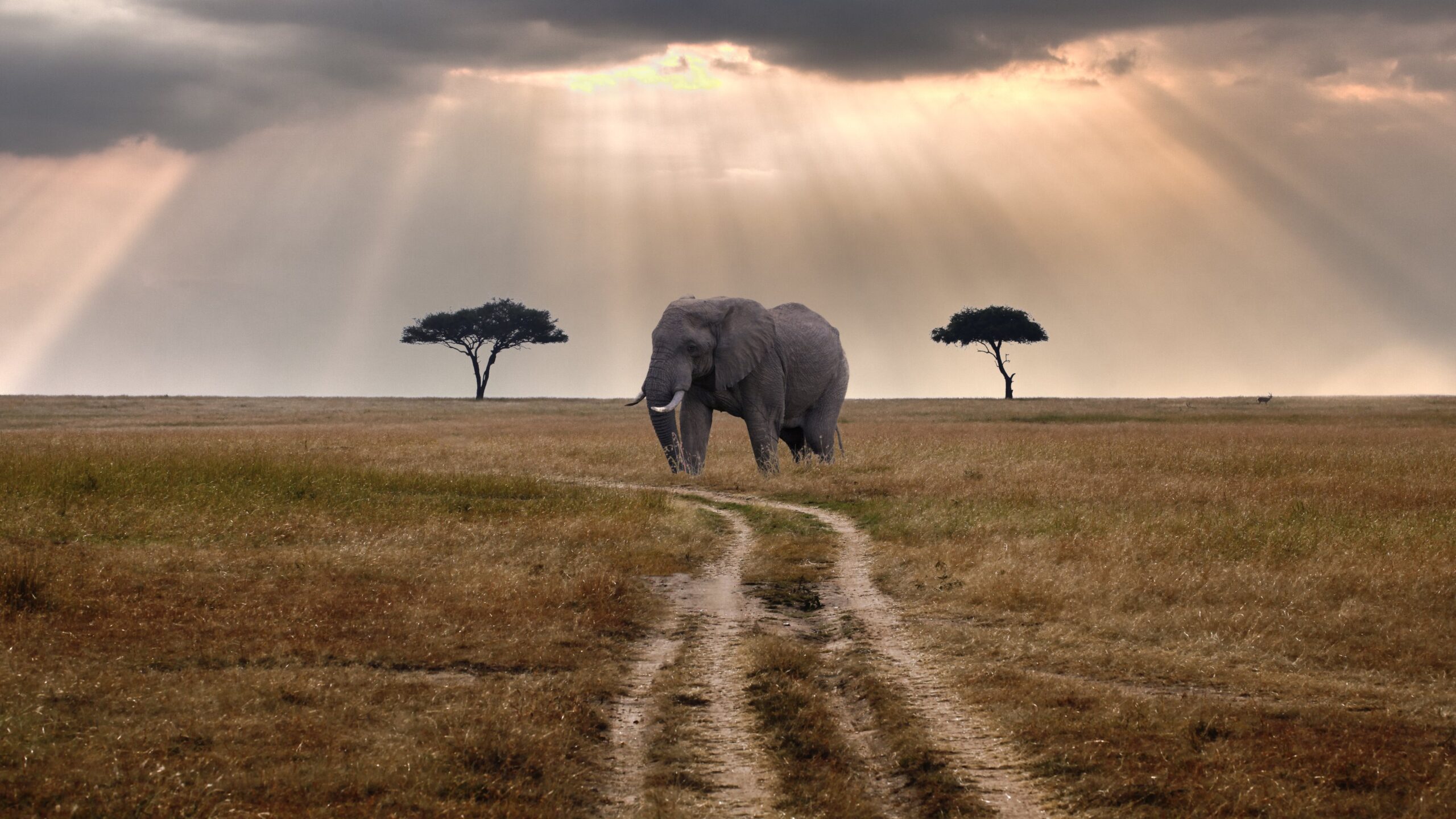 Africa